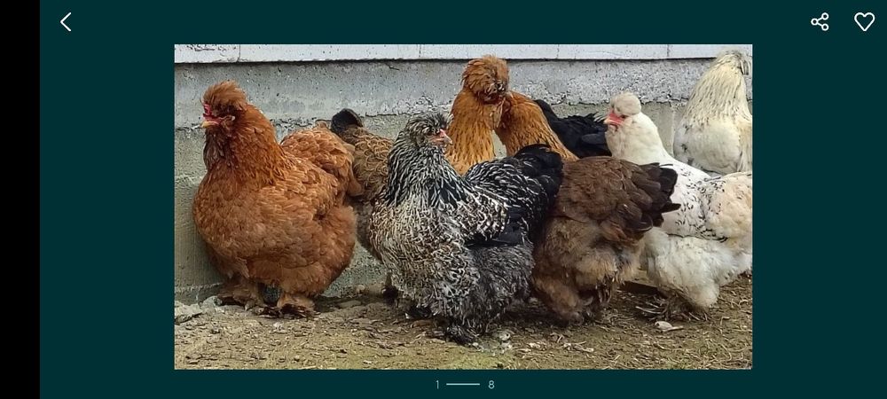 Vind oua pentru incubat 12 lei bucata