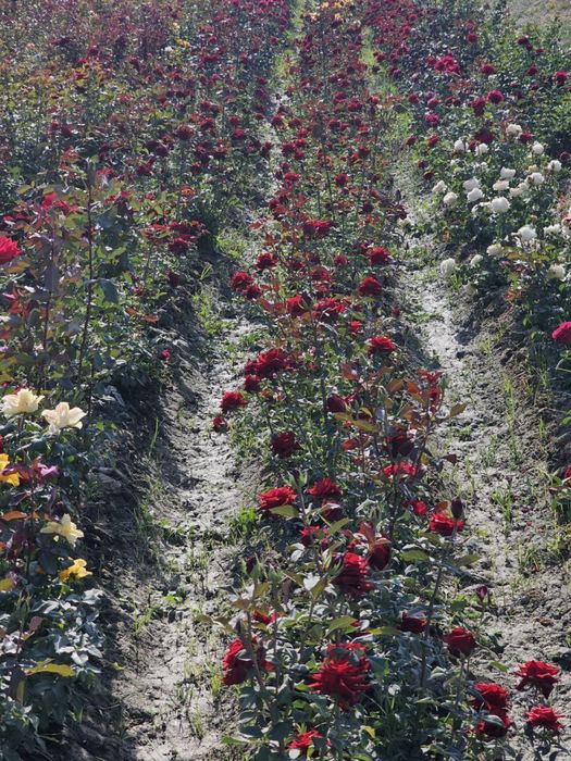 Диккат :: Дунёдаги Таникли АТИРГУЛЛАР