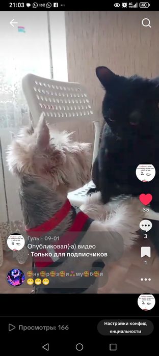 Йоркширский Терьер срочно продаётся