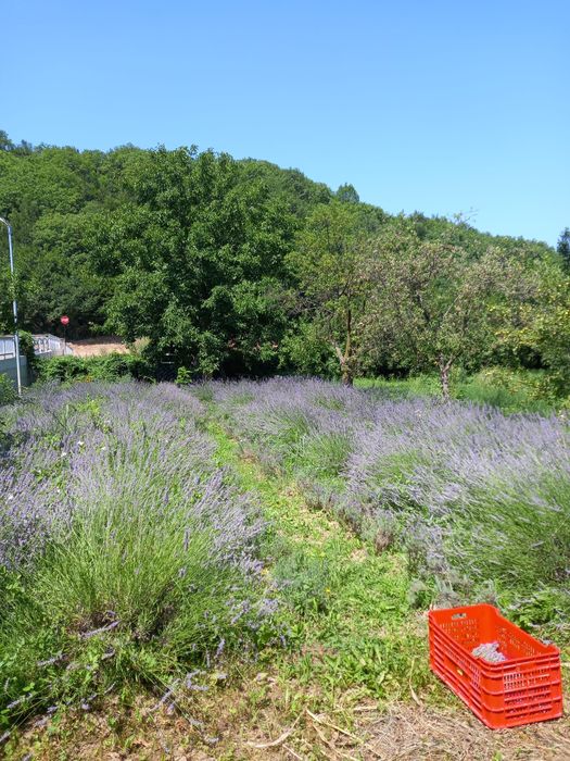 Tufe de lavandă intermedia x grosso