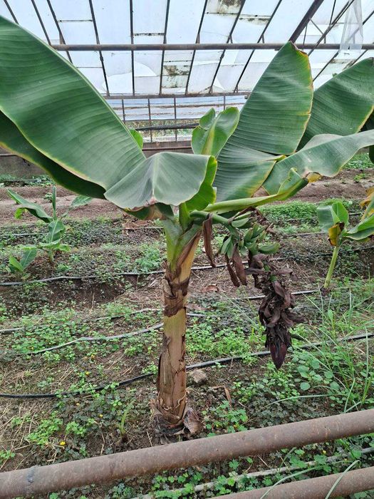 БАНАН кучатлари ( ХОСИЛ беради ). Банан Саженцы ПЛОДОВЫЕ
