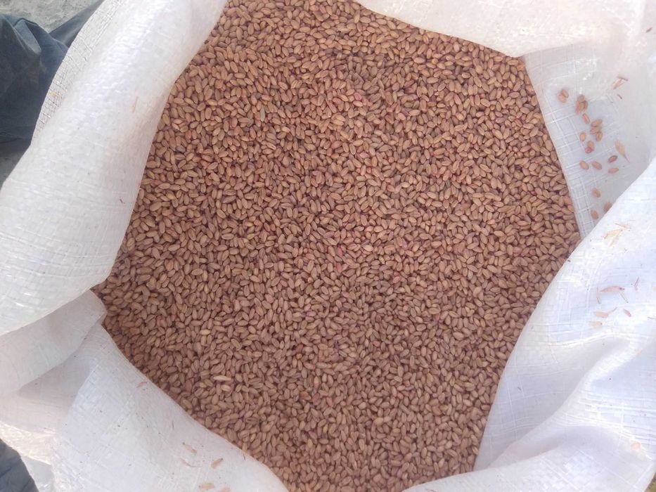 Bug'doyning qoyraqtosh navi