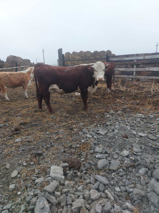 Продам 10 гол бычков