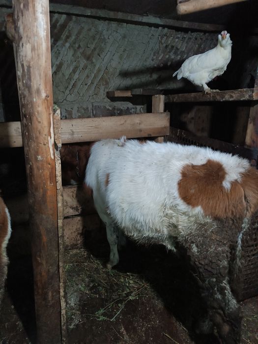 Vând trei viței rasa bălțată