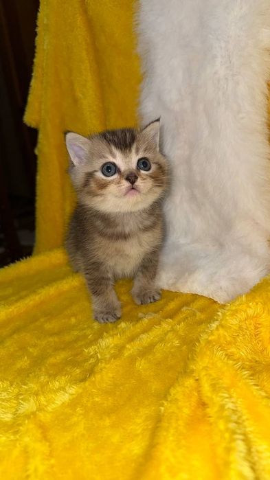 Золотая шиншилла мальчик