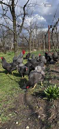 Vand găini și ouă incubatie din rasa Plymouth Rock Barat