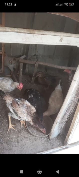 Sotiladi tovu horozlar