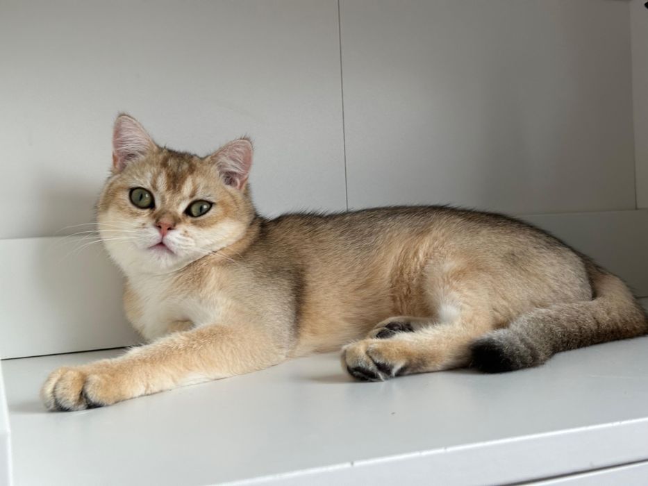 Baietel british shorthair golden chinchilla !!