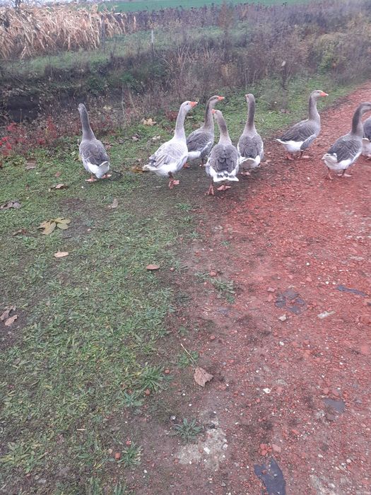 Vand rațe și gâște