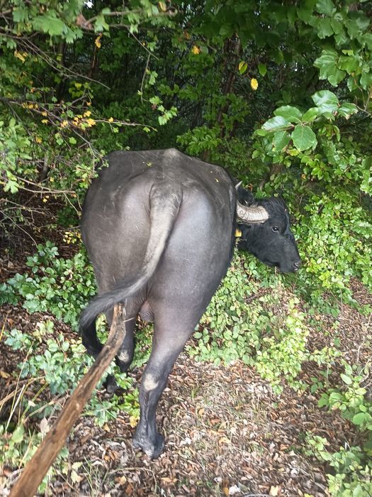 Taur de bivol autorizat la montată