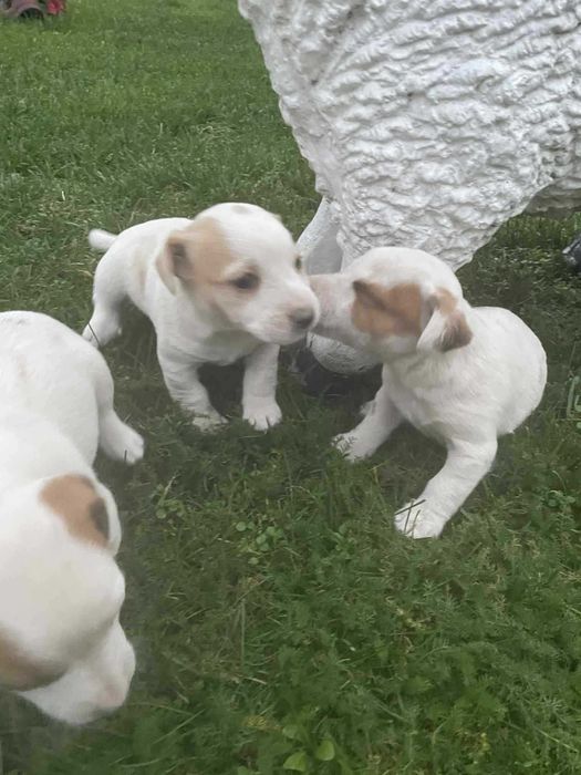 Джак Ръсел 2 Женски