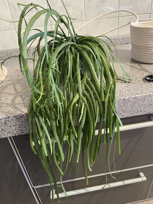 Рипсалис Rhipsalis