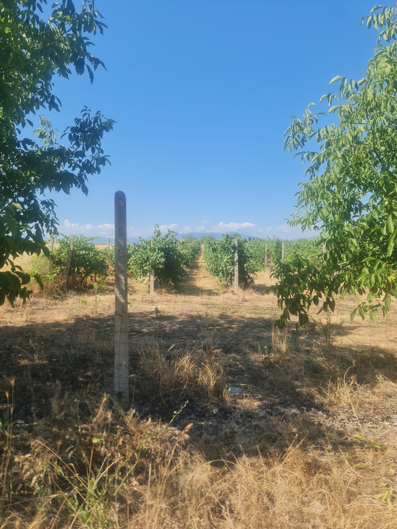 Продавам лозе с десертно грозде в с.Поповица