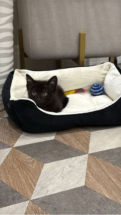 Отдам котенка в добрые руки