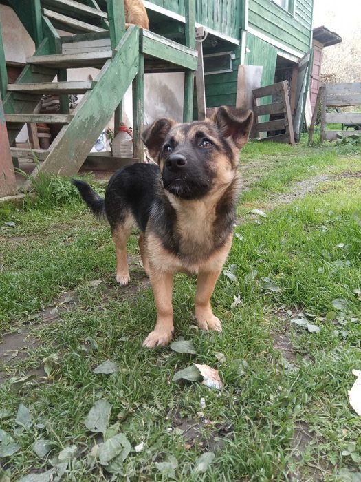 Cățelușă de talie mică, căutăm familie responsabilă!