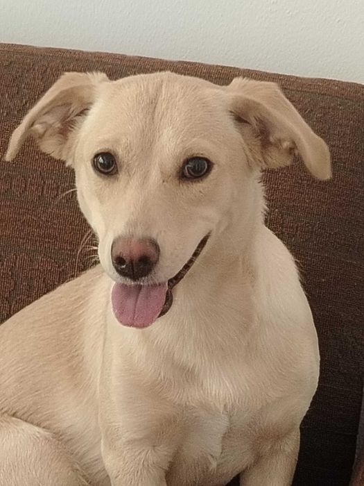 Подарявам сладко куче