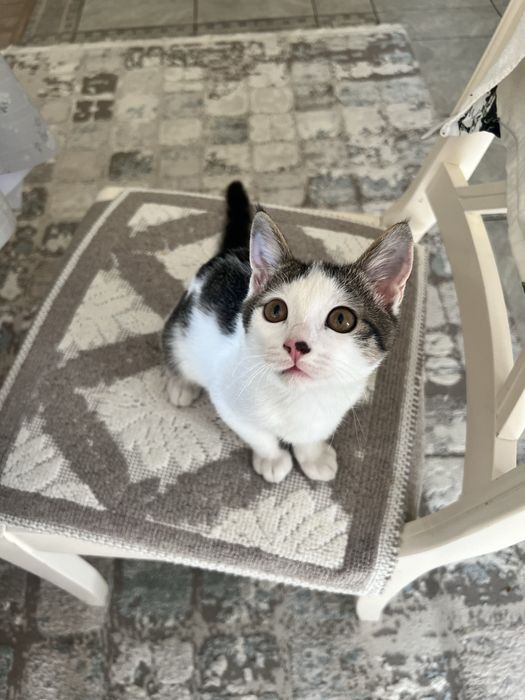 Отдам котёнка в самые добрые руки