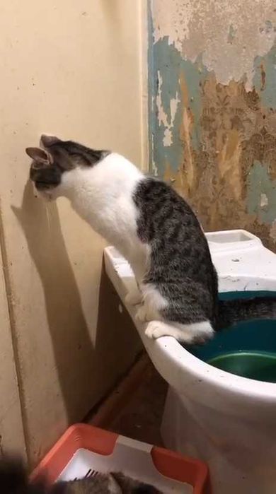 Кот и кошка в любящие руки