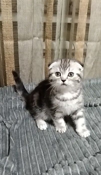 Шикарная девочка Фолдик.