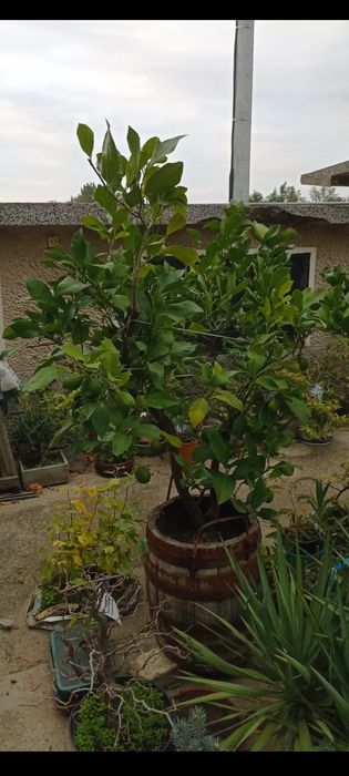 Лимон дърво плододаващ