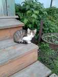 Котенок бесплатно
