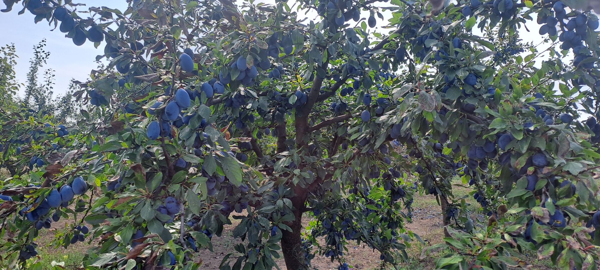Prune bistrițene