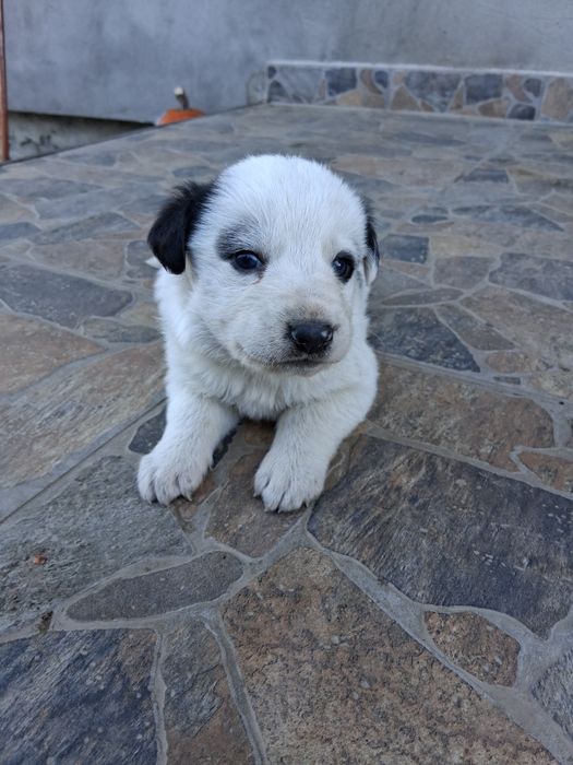 Donez catei ciobănesc