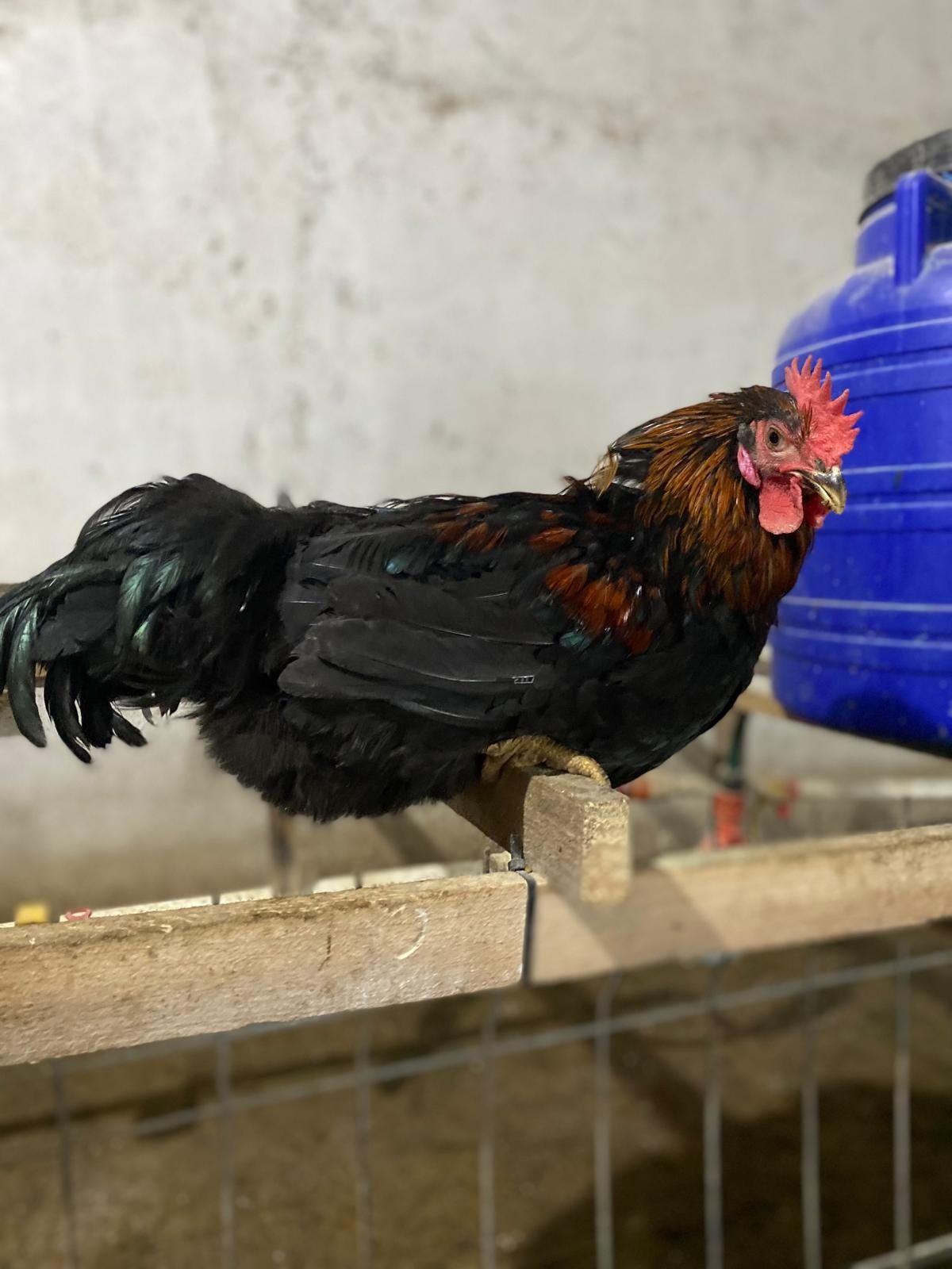 Vând cocoși de rasă!