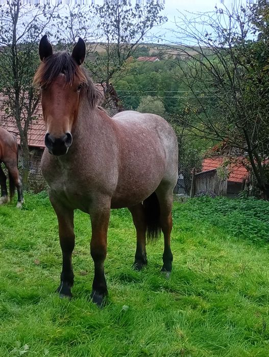 Vand manzà , in primavara face 2 ani