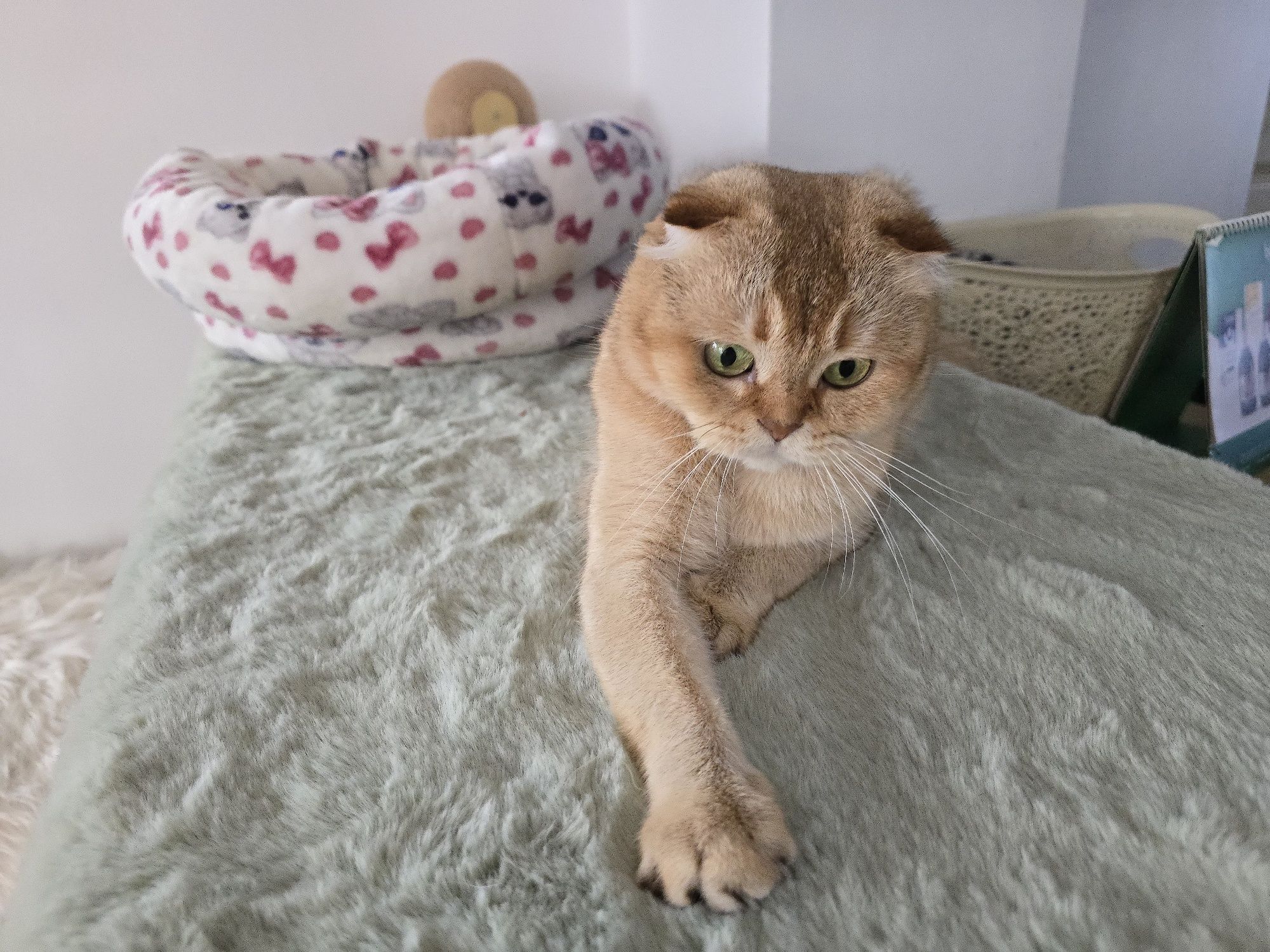 Donez pisica adulta scottish fold