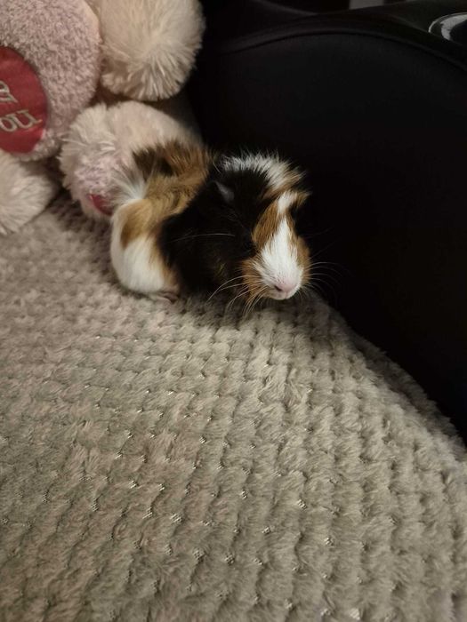 Donez 3 purceluși de guinea