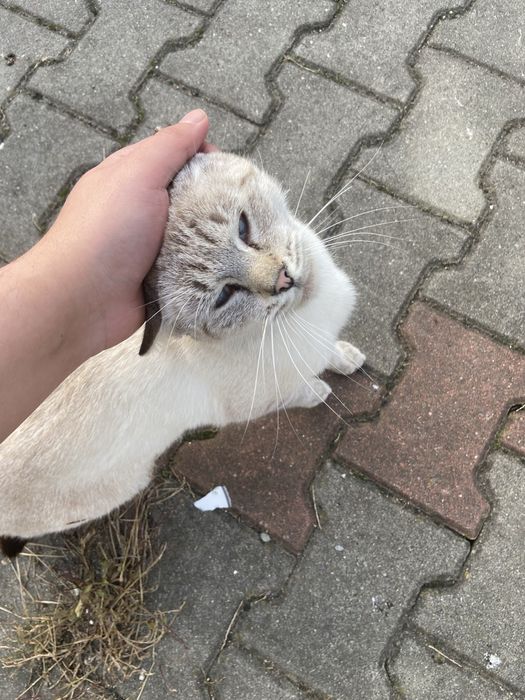 2 pisici spre adoptie