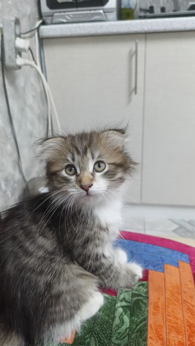 Отдам бесплатно котят.