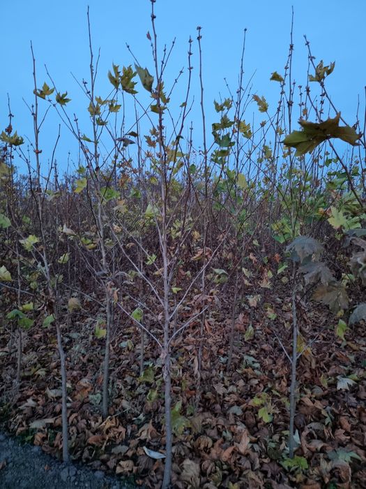 Copacii ornamentali Platani - Tei - Mestecan alb -  Artar