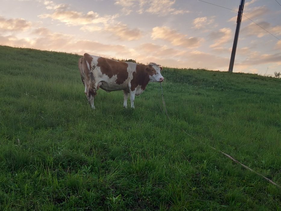 Vacă bălțată  5  ani