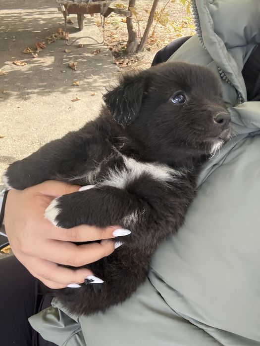 Подаряват се кученца