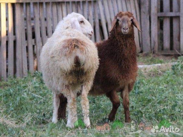 Тоқты сатамын баға келісімді