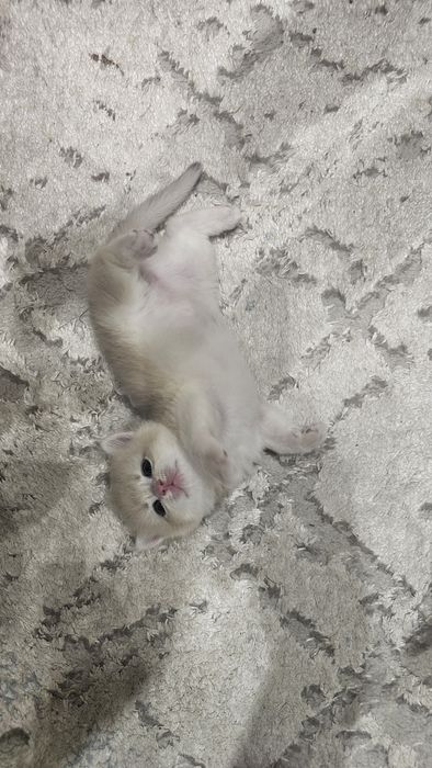 Toza zotlik britan mushuk bolalari ny12 ny11