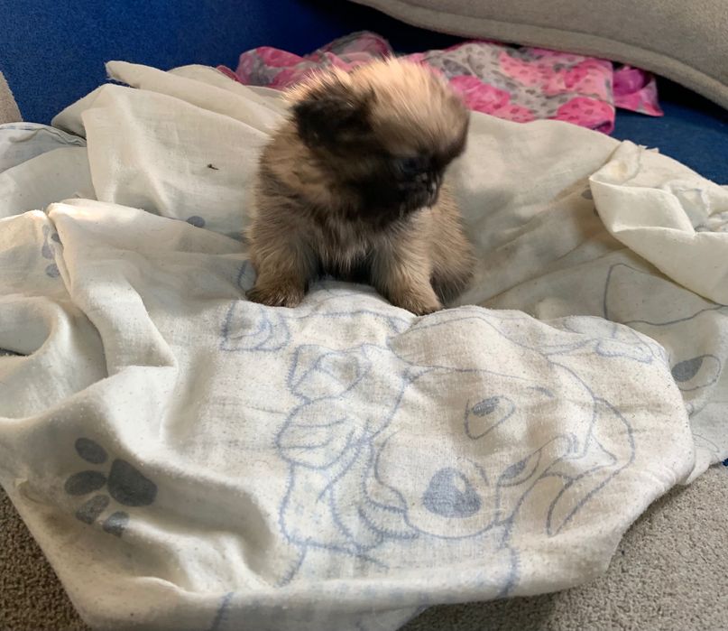 Пекинес кутята продажа