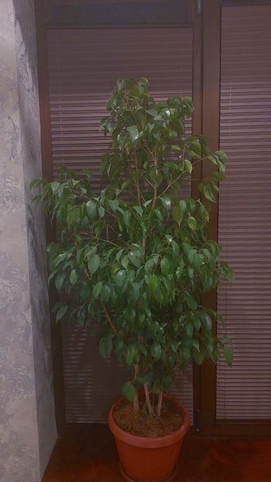 Комнатные цветы сумма договорная.