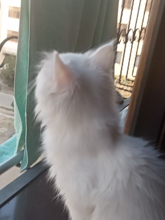 Mushuk bolasi uyda boqilgan.