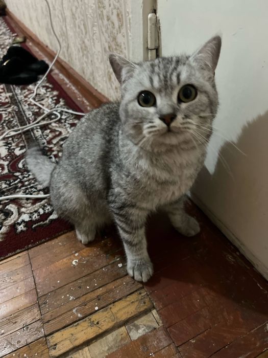 Mushuk bor Britaniskiy Shinshila