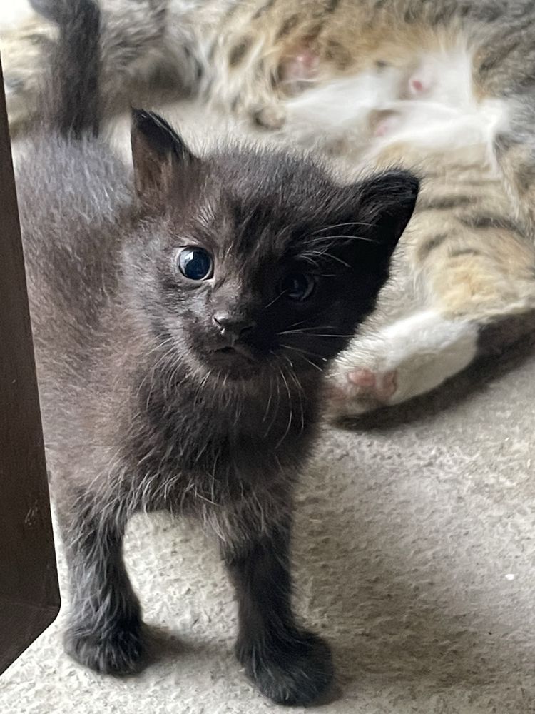 котята домашние 1 месячные