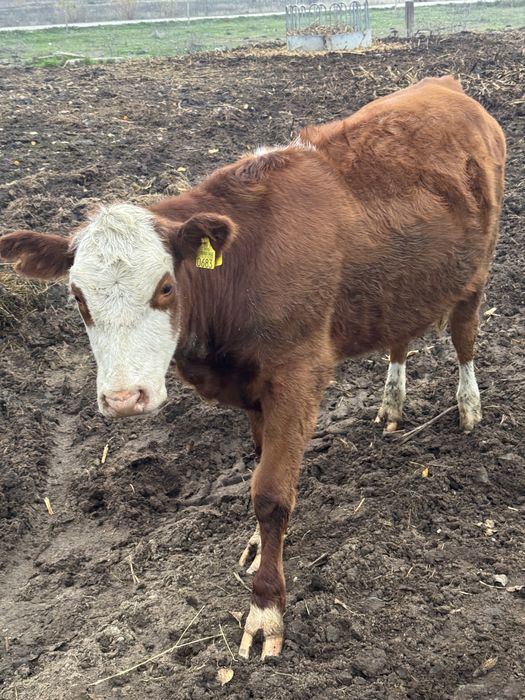 Vaci si vieti de vanzare