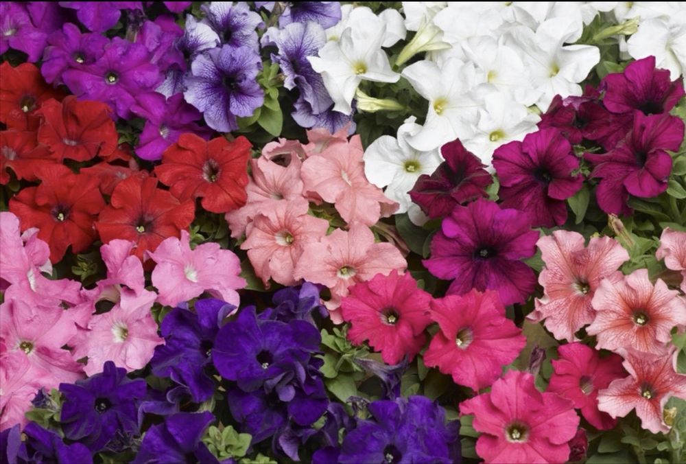 Цветы в ассортименте питуния
