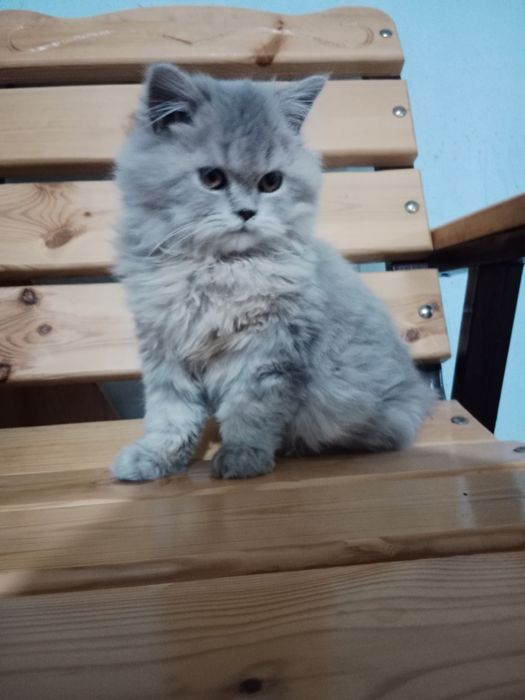 Xeylond fold 3 oylik mushuk bolasi