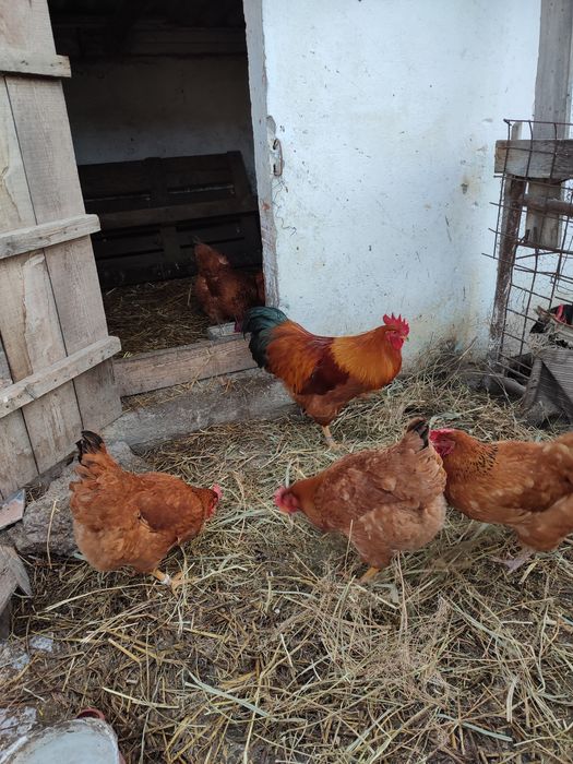 Ouă găini new hampshire negru