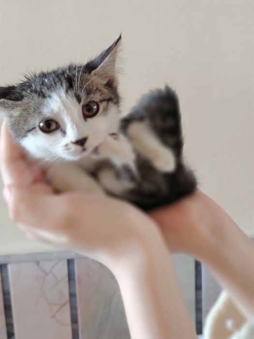 Хотим раздать котят в добрые руки