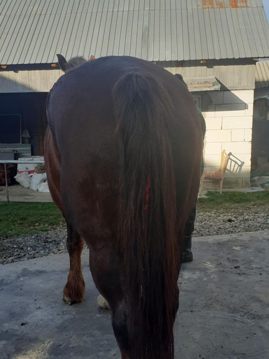 Vând iapa de 8 anii garantata cu acte