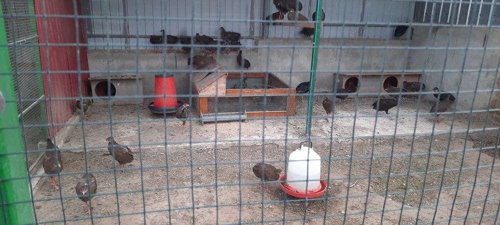 Fazani ,rațe si gâste